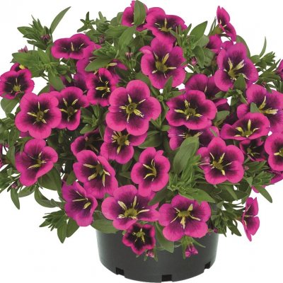 Småpetunia, Stickling, Million Bells Cabaret ® Good Night Kiss