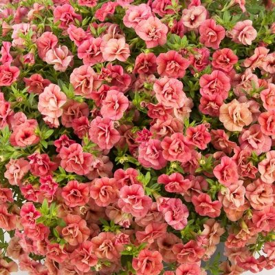 Småpetunia, Stickling, Million Bells Can-Can ® Rosies Apricote 3-pack