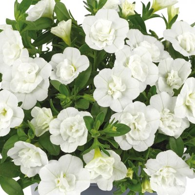 Småpetunia, Stickling, Million Bells Can-Can ® Rosies White 3-pack