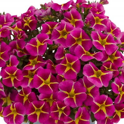 Småpetunia, Stickling, Million Bells Conga ™ Pink Star 3-pack