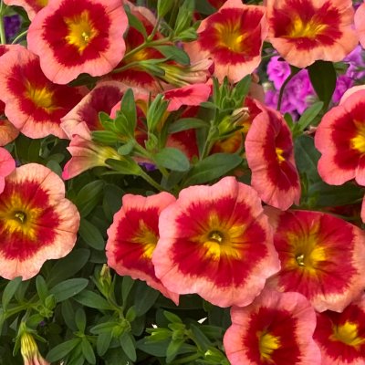 Calibrachoa MiniFamous ® Neo Smoothie