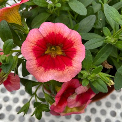 Calibrachoa MiniFamous ® Neo Smoothie