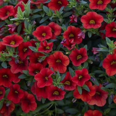 Småpetunia, Stickling, Million Bells Cabaret ® Early Orange 2-pack