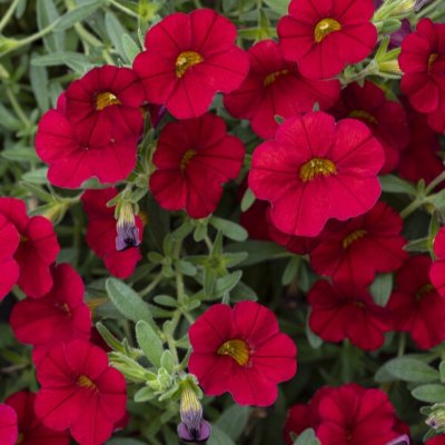 Småpetunia, Million Bells, Stickling 3-pack