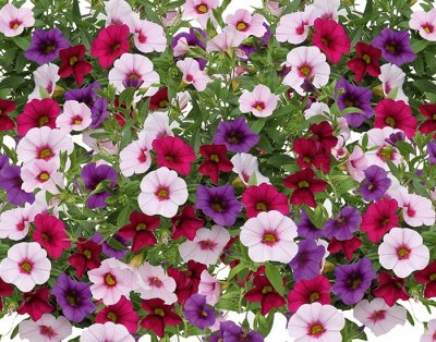 Småpetunia, Stickling, Million Bells Trixi ® Pastel '20