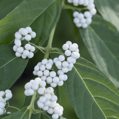 Callicarpa japonica Leucocarpa