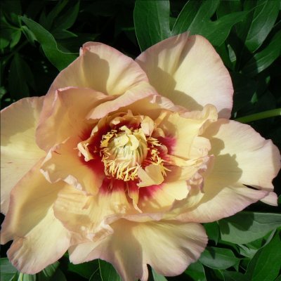 Paeonia itoh hybr. Callie´s Memory, Itoh Pion, barrot 3/5 ögon