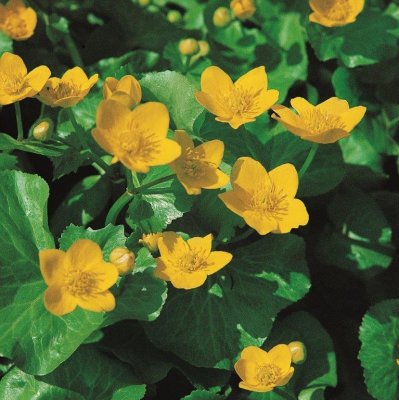 Caltha palustris, Kabbleka, P9cm