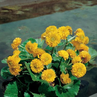 Caltha palustris Multiplex, Kabbleka, P9cm