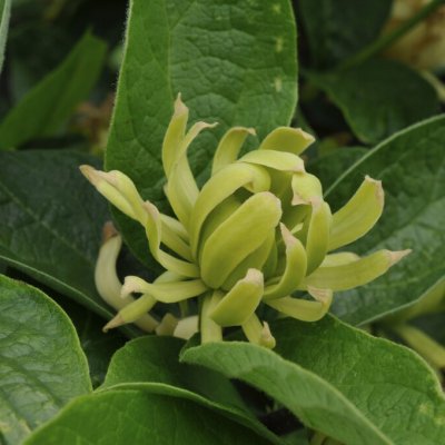 Calycanthus floridus Athens, Hårig Kryddbuske
