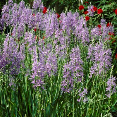 Mörk Stjärnhyacint Camassia leichtlinii Blue 3st