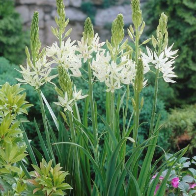 Mörk Stjärnhyacint Camassia leichtlinii Alba 3st