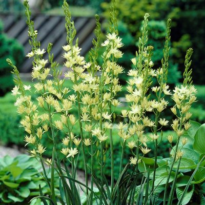 Camassia leichtlinii Semiplena, Mörk Stjärnhyacint, P11cm