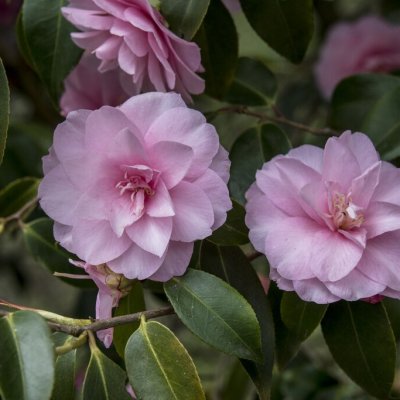 Camellia cuspidata Spring Festival, Kamelia