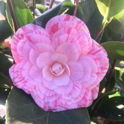 Camellia japonica Bonomiana, Kamelia