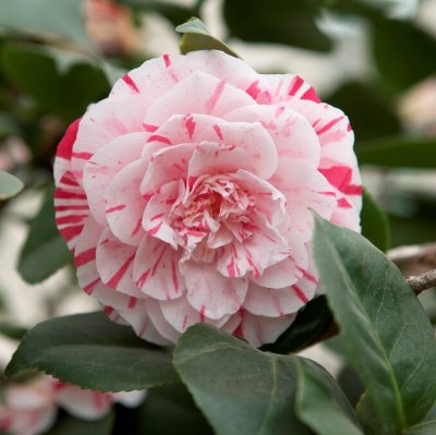Camellia japonica Chameleon, Kamelia, 20-30 C2