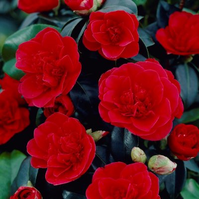 Camellia japonica Lady Campbell, Kamelia , 30-40 C3