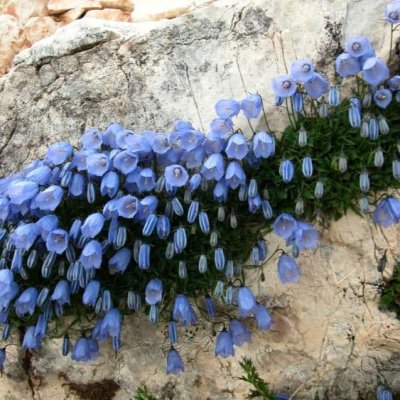 Campanula cochleariifolia Blue Baby, Dvärgklocka