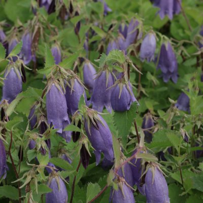 Campanula punctata Sarastro, Prickklocka