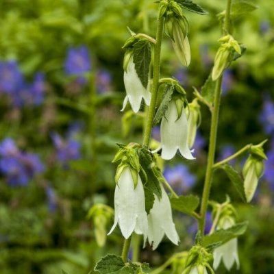 Campanula alliariifolia, Hjärtklocka