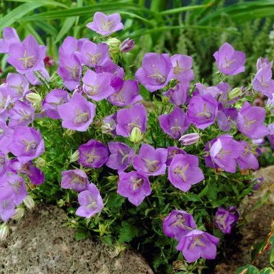 Campanula carpatica Blue Clips, Karpaterklocka