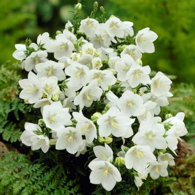 Campanula carpatica White Clips, Karpaterklocka