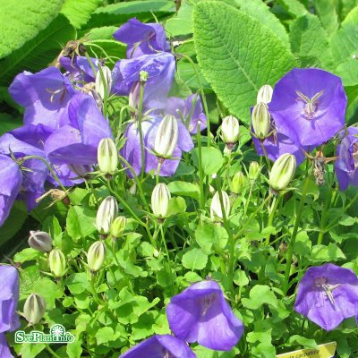 Campanula carpatica Blue Clips, Karpaterklocka, C11cm