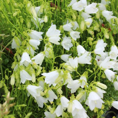 Campanula cochleariifolia Alba, Dvärgklocka, P9cm