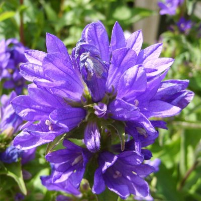 Campanula glomerata Acaulis, Toppklocka, P9cm