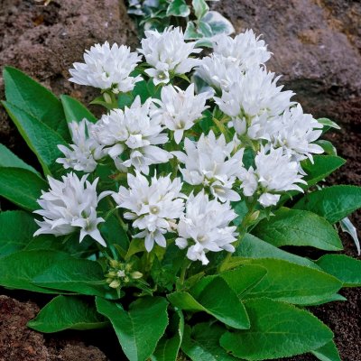 Campanula glomerata Alba, Toppklocka, P9cm