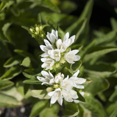 Campanula glomerata Alba, Toppklocka, P9cm