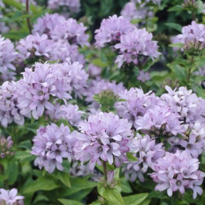 Campanula glomerata Caroline, Toppklocka