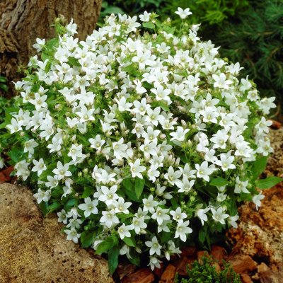Campanula lactiflora White Pouffe, Mjölkklocka, P9cm