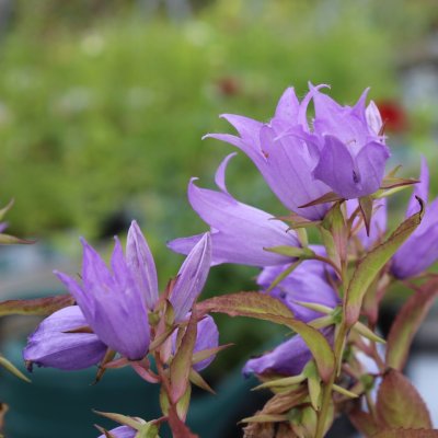 Campanula latifolia var. macrantha, Stor Hässelklocka, P9cm