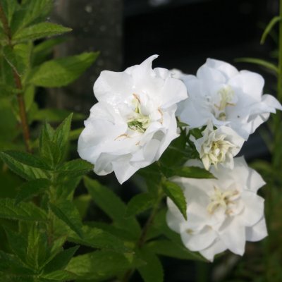 Campanula persicifolia Moerheimii, Storklocka, C11,5cm