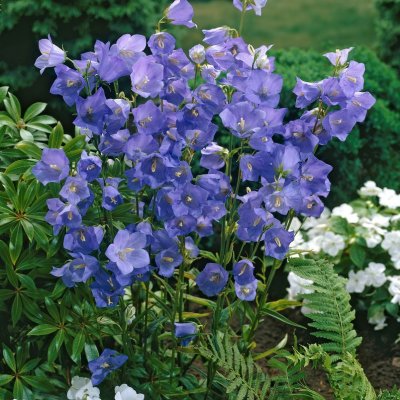 Campanula persicifolia Blaue Glocke, Stor Blåklocka