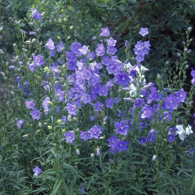 Campanula persicifolia Coerulea, Stor Blåklocka, P9cm