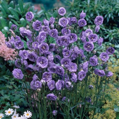 Campanula persicifolia La Belle, Stor Blåklocka, P9cm