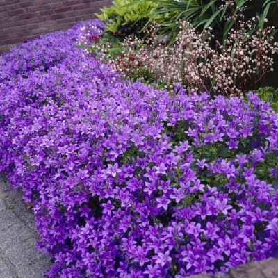 Campanula portenschlagiana, Murklocka