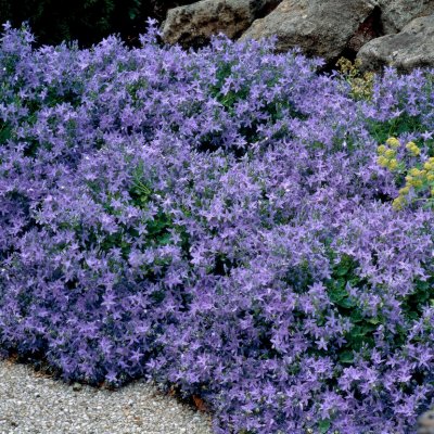 Campanula poscharskyana, Stjärnklocka