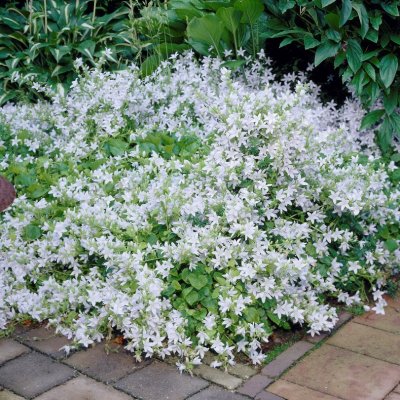 Campanula poscharskyana E.H. Frost, Stjärnklocka