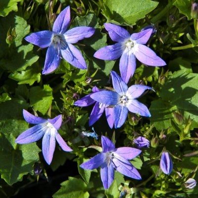 Campanula poscharskyana Stella, Stjärnklocka, P9cm
