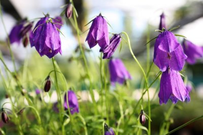 Campanula pulla, Svartklocka, C11,5cm