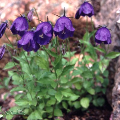 Campanula pulloides G.F. Wilson, Stor Svartklocka, P9cm