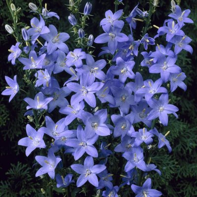 Campanula pyramidalis, Pyramidklocka