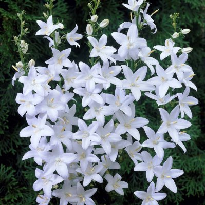 Campanula pyramidalis Alba, Pyramidklocka, P9cm