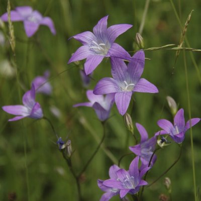 Campanula rapunculus, Rapunkelklocka