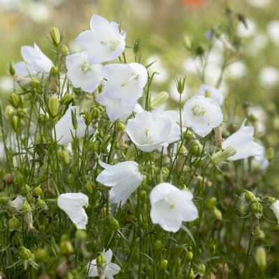 Campanula rotundifolia White Gem