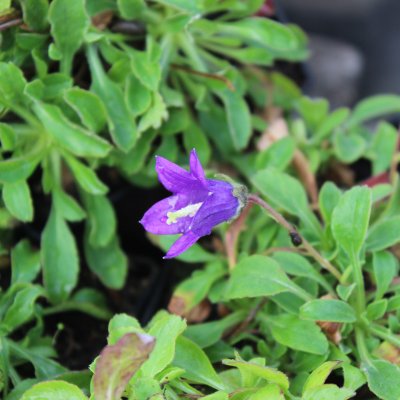 Campanula saxifraga ssp. aucheri, Mattklocka, P9cm