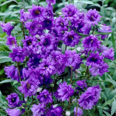 Campanula trachelium Bernice, Nässelklocka, SQ1